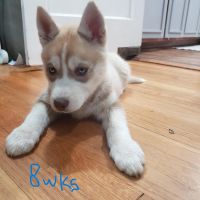 Siberian Husky Puppies for sale in Tupelo, Mississippi. price: $450