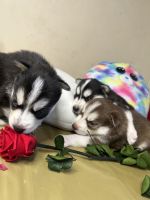 Siberian Husky Puppies for sale in Cleveland, Ohio. price: NA