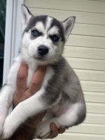 Siberian Husky Puppies for sale in Lafayette, Louisiana. price: $600