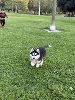Siberian Husky Puppies for sale in Long Beach, California. price: $350