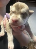 Siberian Husky Puppies for sale in Meriden, CT, USA. price: $850