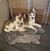 Siberian Husky Puppies for sale in St. Amant, Louisiana. price: $200