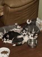 Siberian Husky Puppies for sale in Aurora, IL, USA. price: $750
