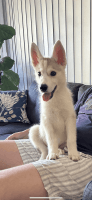Siberian Husky Puppies for sale in Sydney, New South Wales. price: $1,500