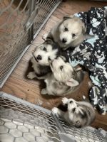 Siberian Husky Puppies for sale in Idaho Falls, Idaho. price: $400