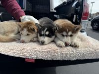 Siberian Husky Puppies for sale in Hesperia, California. price: $400