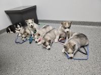 Siberian Husky Puppies for sale in Oxford, NC 27565, USA. price: $600