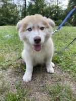 Siberian Husky Puppies for sale in Lakeland, Florida. price: $1,150