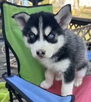 Siberian Husky Puppies for sale in Marion, Illinois. price: $500