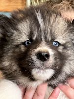 Siberian Husky Puppies for sale in Osceola, WI 54020, USA. price: $600