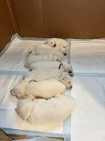 Siberian Husky Puppies for sale in New Port Richey, Florida. price: $1,500