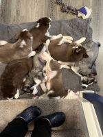 Siberian Husky Puppies for sale in Owosso, Michigan. price: $700