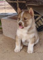 Siberian Husky Puppies for sale in Marana, Arizona. price: $300