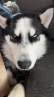 Siberian Husky Puppies for sale in Des Moines, Iowa. price: $600