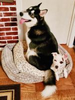 Siberian Husky Puppies for sale in Buffalo, New York. price: $50