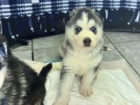 Siberian Husky Puppies for sale in Fontana, California. price: $550