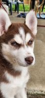 Siberian Husky Puppies for sale in Hendersonville, Tennessee. price: $600
