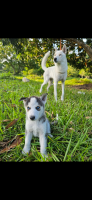 Siberian Husky Puppies for sale in Miami, FL, USA. price: NA