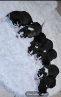 Siberian Husky Puppies for sale in Philadelphia, Pennsylvania. price: $500
