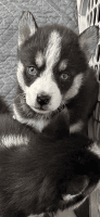 Siberian Husky Puppies for sale in West Columbia, South Carolina. price: $500