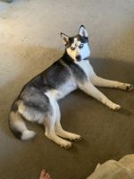 Siberian Husky Puppies for sale in Middlesex, North Carolina. price: $250