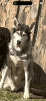 Siberian Husky Puppies for sale in Quanah, Texas. price: NA
