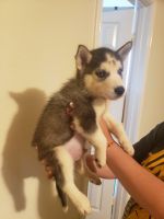 Siberian Husky Puppies for sale in Spring, Texas. price: $500