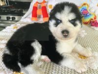 Siberian Husky Puppies for sale in Fontana, California. price: $350