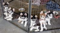 Siberian Husky Puppies for sale in Ormond Beach, Florida. price: $700