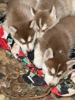 Siberian Husky Puppies for sale in Los Angeles, California. price: $250