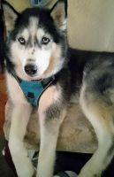 Siberian Husky Puppies for sale in Jacksonville, Florida. price: NA