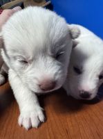 Siberian Husky Puppies for sale in Clyde, New York. price: $2,000