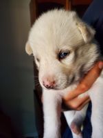 Siberian Husky Puppies for sale in Corpus Christi, Texas. price: NA