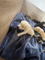 Siberian Husky Puppies for sale in Sydney, New South Wales. price: $500