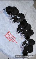 Siberian Husky Puppies for sale in Philadelphia, Pennsylvania. price: $450