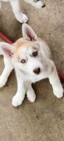 Siberian Husky Puppies for sale in Hendersonville, Tennessee. price: $800