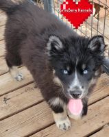 Siberian Husky Puppies for sale in East Tawas, MI 48730, USA. price: $900