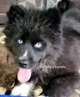 Siberian Husky Puppies for sale in East Tawas, MI 48730, USA. price: $900