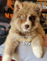Siberian Husky Puppies for sale in East Tawas, MI 48730, USA. price: $1,200