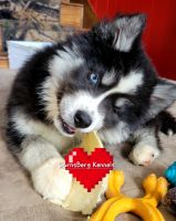 Siberian Husky Puppies for sale in East Tawas, MI 48730, USA. price: $1,200