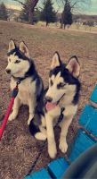 Siberian Husky Puppies for sale in Rolla, Missouri. price: $200