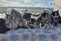 Siberian Husky Puppies for sale in Westcliffe, Colorado. price: $1,000