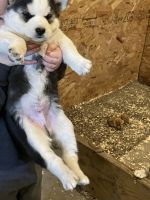 Siberian Husky Puppies for sale in Lake City, Iowa. price: $475