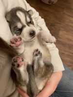 Siberian Husky Puppies for sale in Calhan, Colorado. price: $900