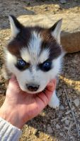 Siberian Husky Puppies for sale in Clearfield, Pennsylvania. price: $500