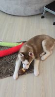 Siberian Husky Puppies for sale in Clearwater, Florida. price: NA
