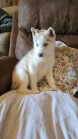 Siberian Husky Puppies for sale in South Milwaukee, Wisconsin. price: $1,200
