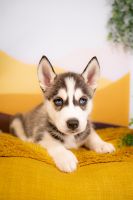 Siberian Husky Puppies for sale in Folsom, California. price: $300
