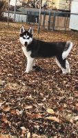 Siberian Husky Puppies for sale in Norman, Oklahoma. price: $2,000