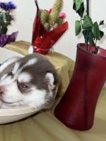 Siberian Husky Puppies for sale in Cleveland, Ohio. price: NA